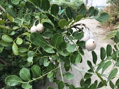 Dermatophyllum secundiflorum