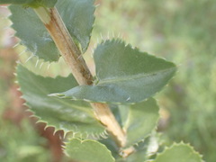 Grindelia ciliata