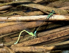 Coenagrion armatum