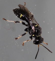 Clitemnestra bipunctata
