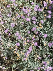 Dieteria canescens