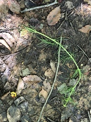 Cosmos parviflorus