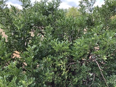 Dermatophyllum secundiflorum