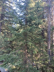 Picea engelmannii