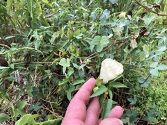 Hibiscus laevis