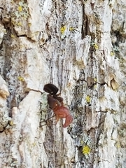 Delphinia picta