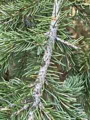 Picea engelmannii