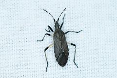 Dicranocephalus agilis
