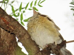 Turdus rufopalliatus