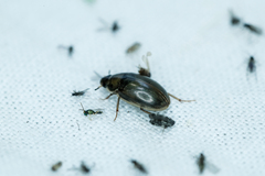 Enochrus
