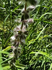 Stachys albens
