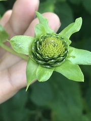 Silphium perfoliatum