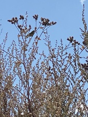 Phylloscopus trochilus