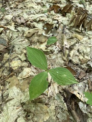 Trillium