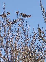 Phylloscopus trochilus