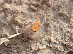 Phidippus cardinalis