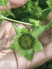 Silphium perfoliatum