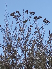 Phylloscopus trochilus