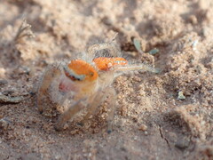 Phidippus cardinalis