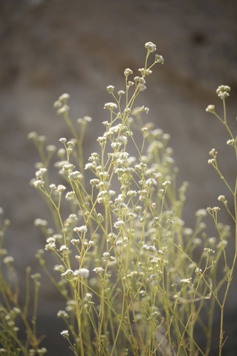 Gypsophila struthium (Gypsophila struthium)