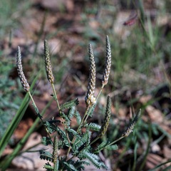 Dalea albiflora