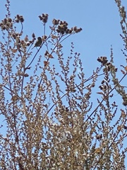 Phylloscopus trochilus