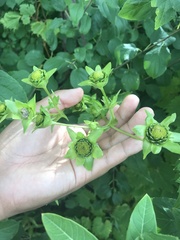 Silphium perfoliatum