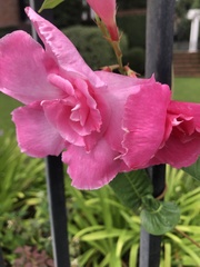 Nerium oleander