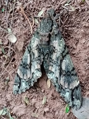 Cocytius antaeus