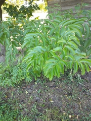 Sambucus canadensis