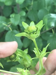 Silphium perfoliatum
