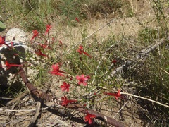 Ipomopsis tenuifolia