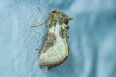 Diachrysia chrysitis