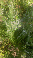 Lespedeza cuneata