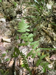 Pteridium aquilinum latiusculum