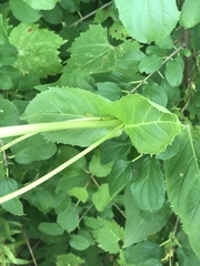 Silphium perfoliatum