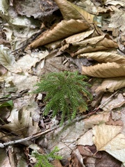 Lycopodiaceae
