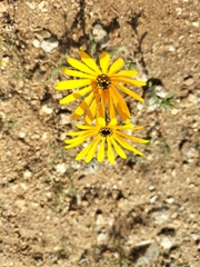 Calenduleae