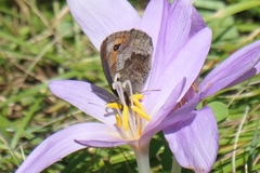 Erebia pronoe