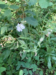Silene douglasii