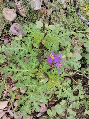 Solanum citrullifolium