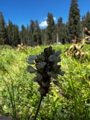 Stachys albens
