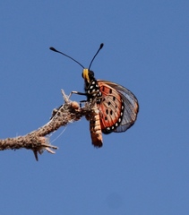 Acraea neobule