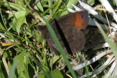 Erebia pronoe