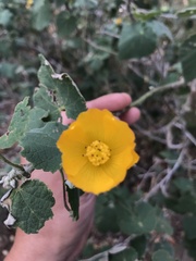 Abutilon grandifolium