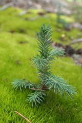 Picea engelmannii