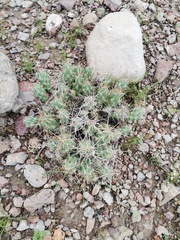 Grusonia