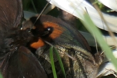 Erebia pronoe