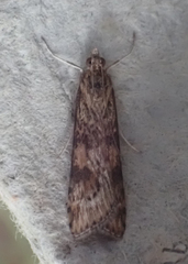 Nomophila nearctica