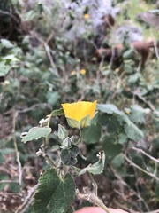 Abutilon grandifolium